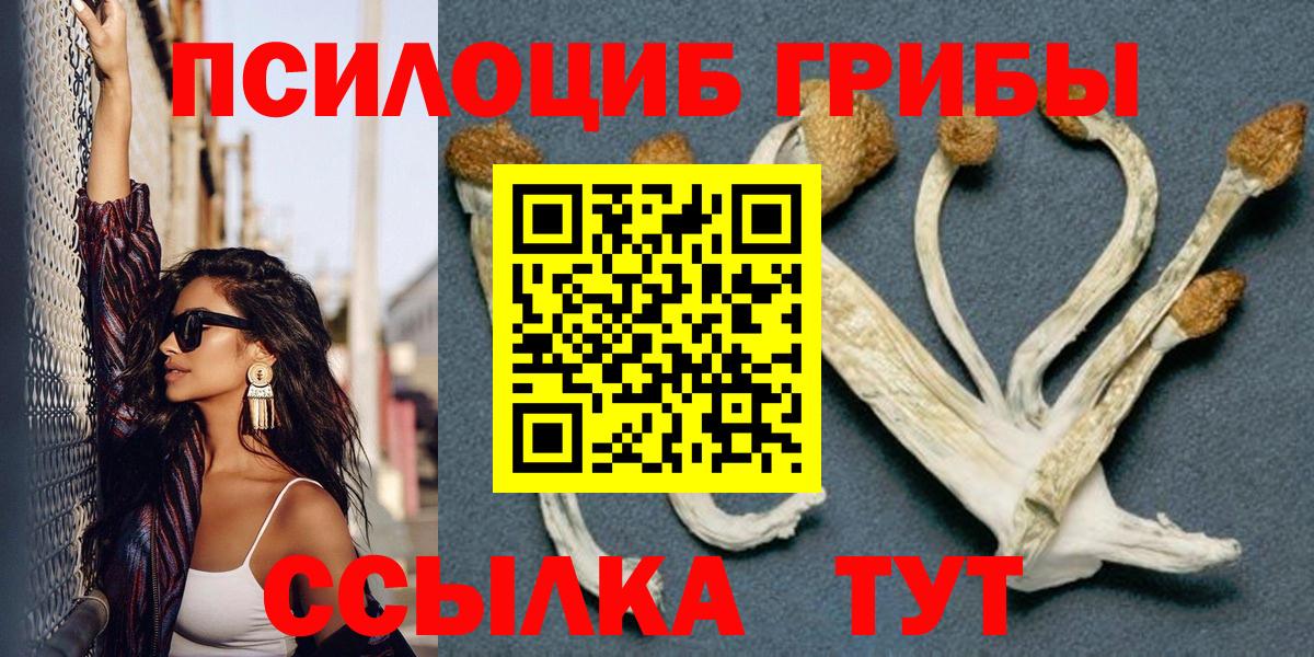 Галлюциногенные грибы Psilocybe Курчатов